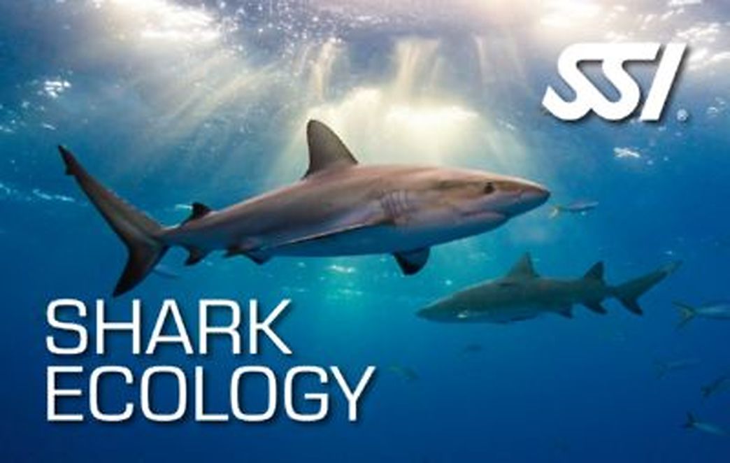 Spécialité d'ecologie des requins