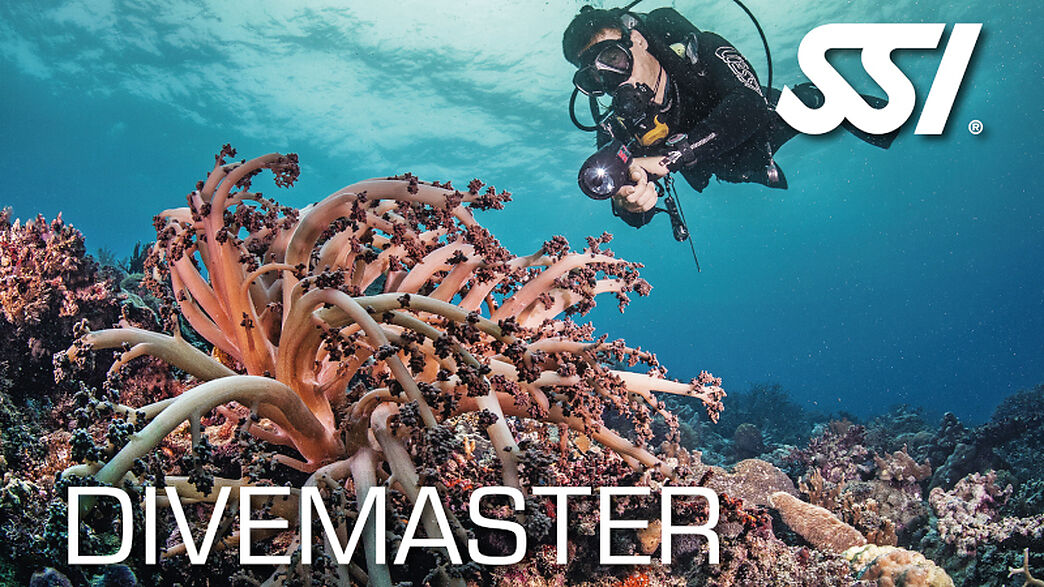 Lassdive - Curso de submarinismo Divemaster SSI PADI CMAS FEDAS PSS