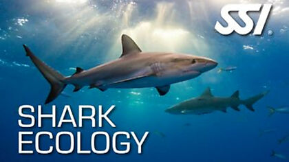 Lassdive - Scuba diving course Shark Ecology SSI PADI CMAS FEDAS PSS