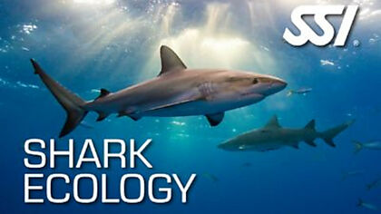 Lassdive - Freediving course Shark Ecology SSI PADI AIDA CMAS