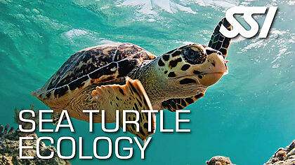 Lassdive - Sea Turtles Ecology SSI Specialty scuba diving course in Costa Brava and Barcelona