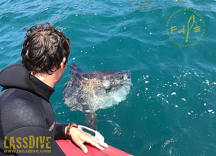 Catalan Coast, the ideal place to practice free diving