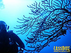 Bateig de busseig més curs de submarinisme a la Costa Brava